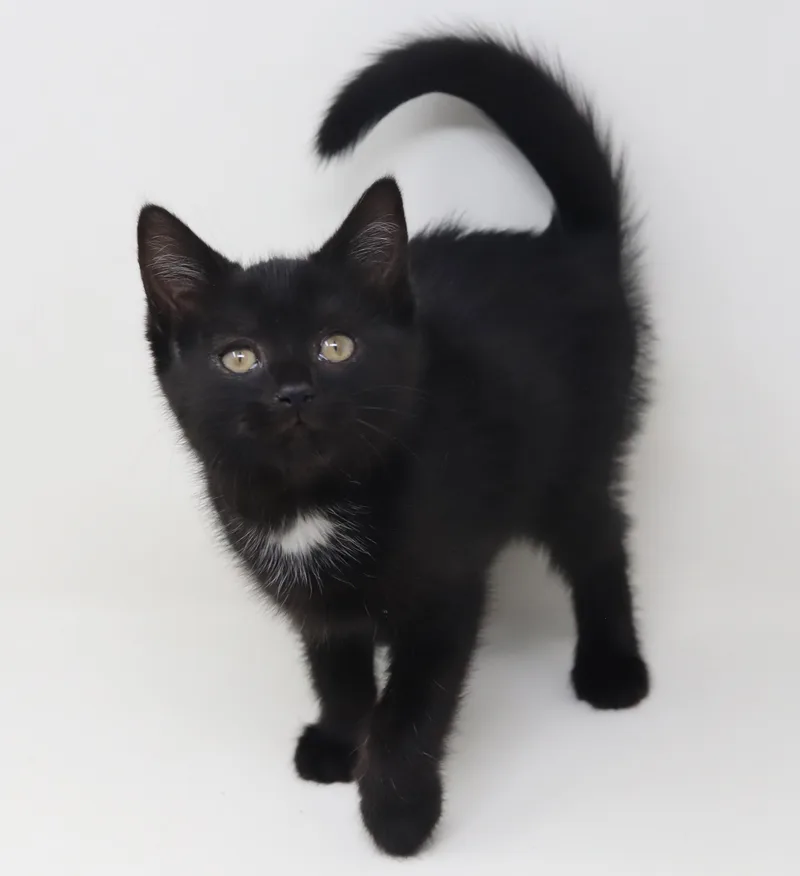 Trinity  Is A thumbnail 2