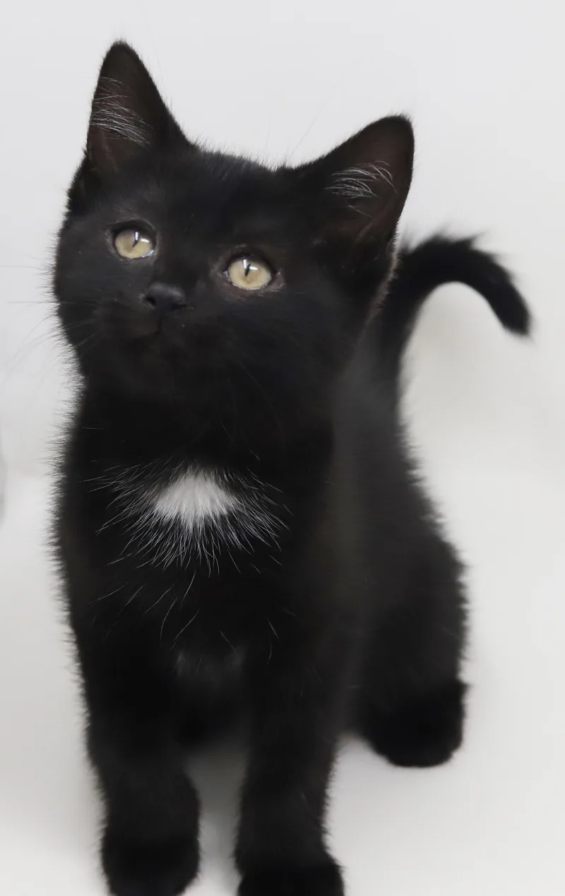 Trinity  Is A thumbnail 3