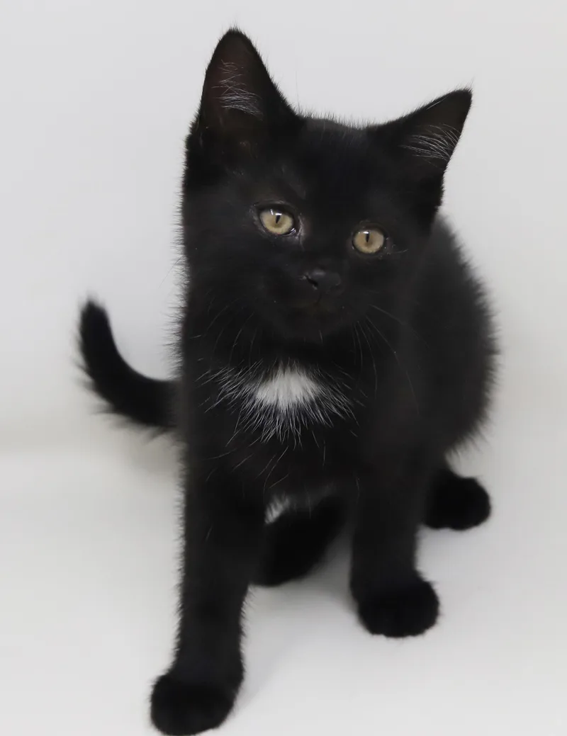 Trinity  Is A thumbnail 4