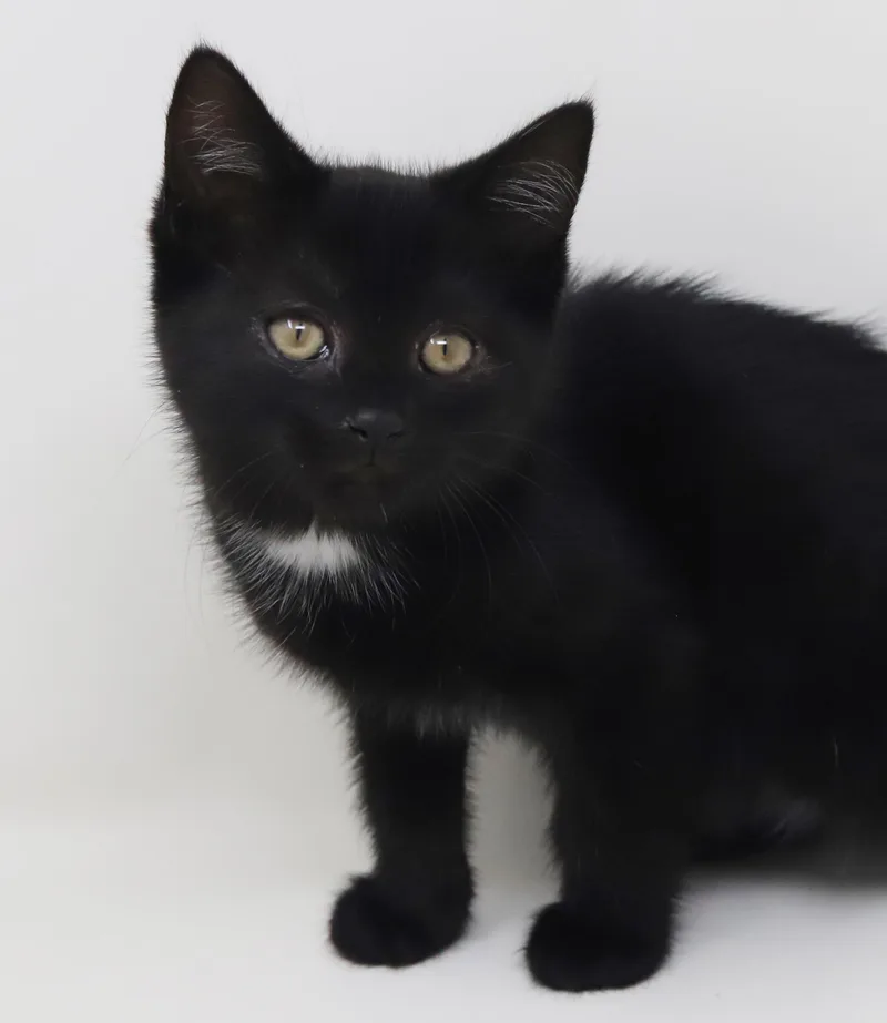 Trinity  Is A thumbnail 5