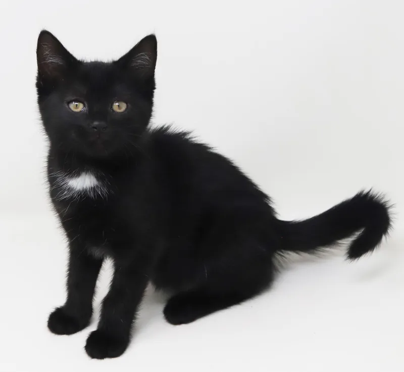 Trinity  Is A thumbnail 6