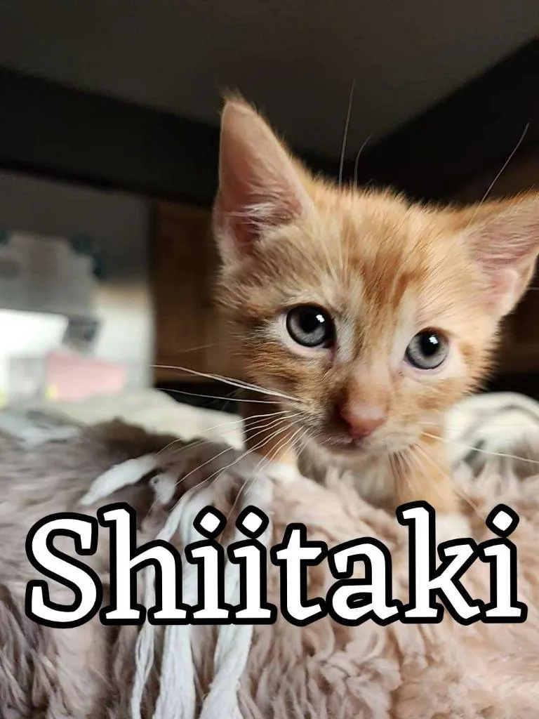 A baby small-sized male Domestic Short Hair cat named Shiitake for adoption in Hillsboro, OH