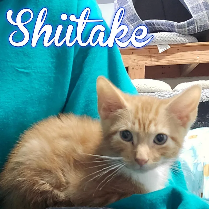 Shiitake thumbnail 2