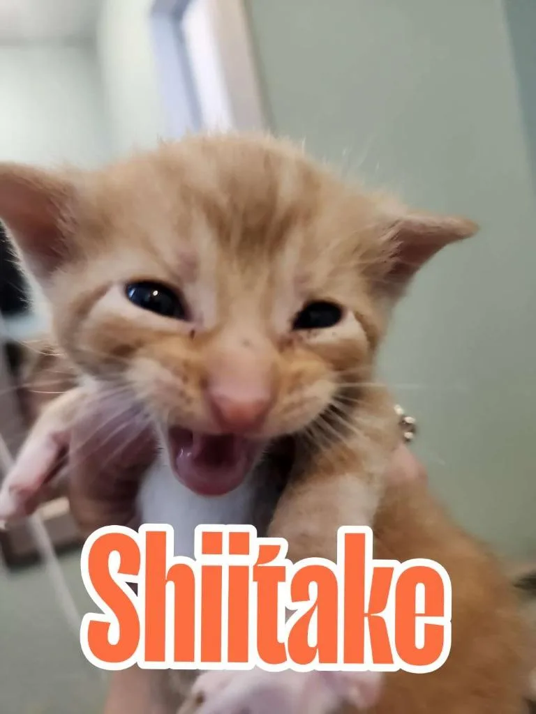 Shiitake thumbnail 3