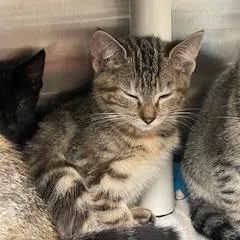 A baby small-sized female Gray / Blue / Silver Domestic Short Hair cat named Wish Bear for adoption in Philadelphia, PA