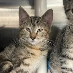 Wish Bear thumbnail 2