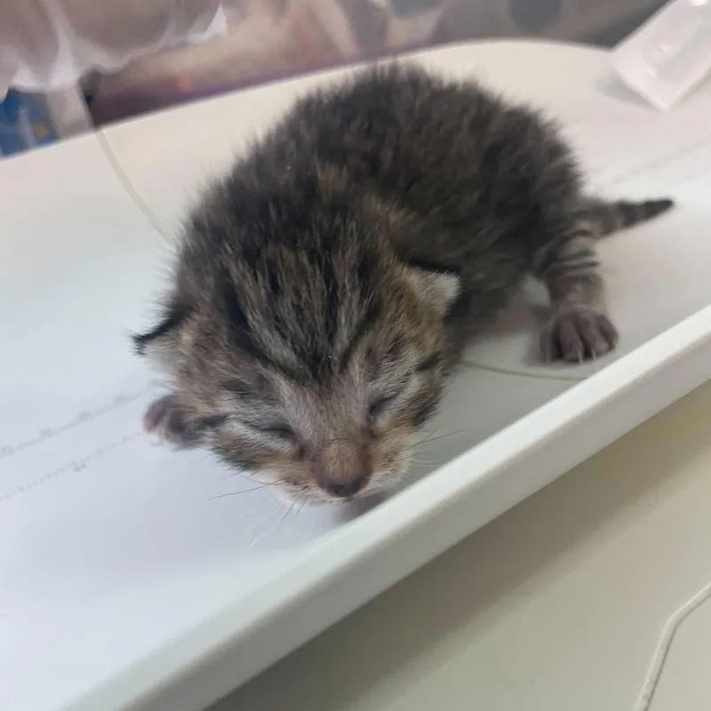 Wish Bear thumbnail 3