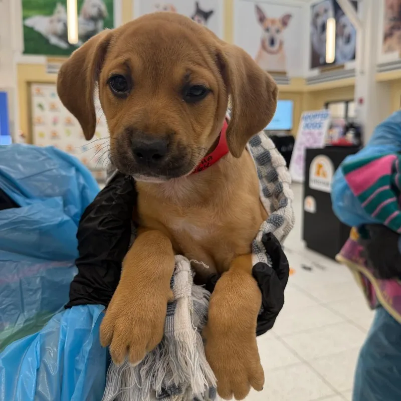 A baby medium-sized female Brown / Chocolate Mixed Breed dog named Siracha for adoption in West Palm Beach, FL