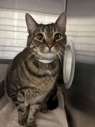 An adult medium-sized female Domestic Short Hair cat named Zoey for adoption in Cincinnati, OH
