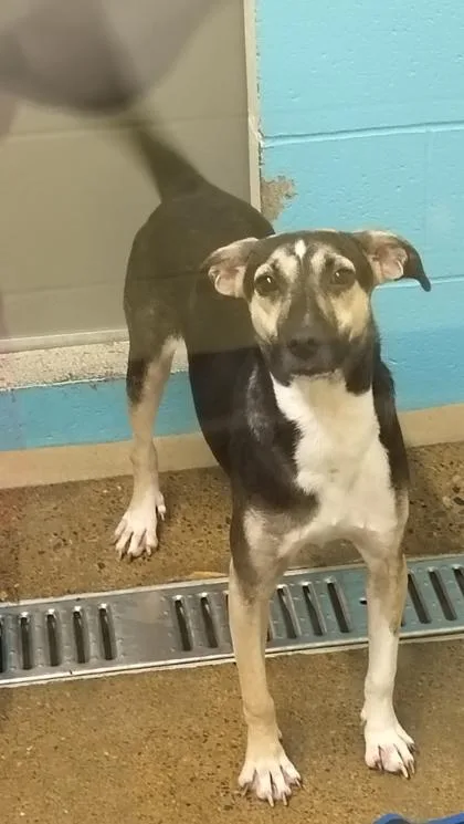 A young medium-sized female Mixed Breed dog named Jersey for adoption in Cincinnati, OH