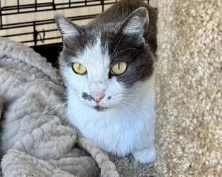 An adult small-sized female Domestic Short Hair cat named Slinky for adoption in San Diego, CA