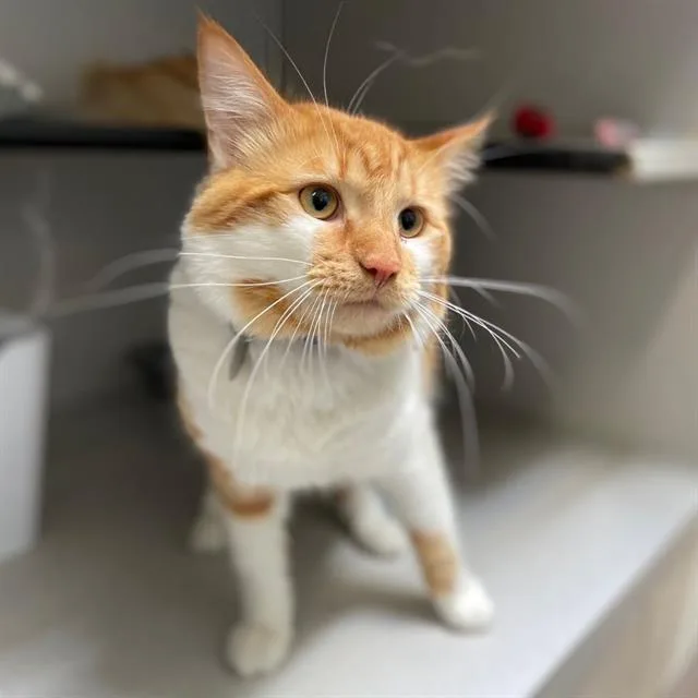 A young small-sized male Domestic Short Hair cat named Luffy for adoption in Aurora, CO