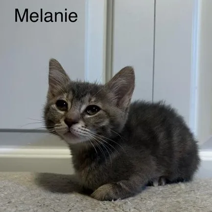 A baby small-sized female Tabby (Gray / Blue / Silver) Domestic Short Hair cat named Melanie Kelley for adoption in Morrison, CO