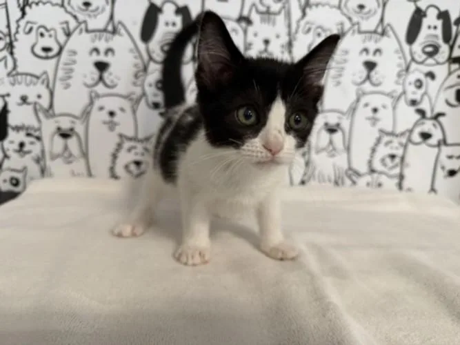 A baby small-sized female Domestic Medium Hair cat named Bubbles for adoption in San Pedro, CA