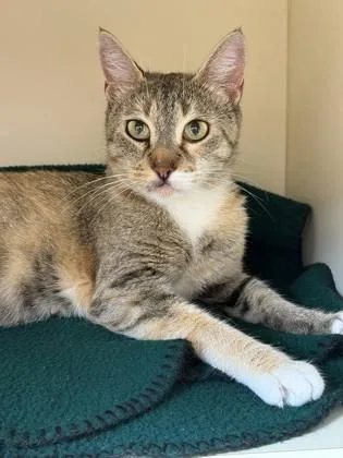 A young medium-sized female Domestic Short Hair cat named Amaya for adoption in Atlanta, GA