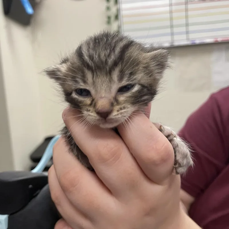 A baby small-sized male Black Domestic Short Hair cat named Licorice Whip for adoption in Chattanooga, TN