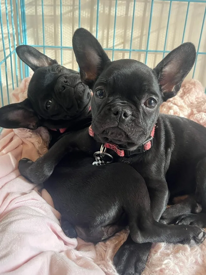 A baby small-sized female French Bulldog dog named Simone & Leon for adoption in Los Angeles, CA