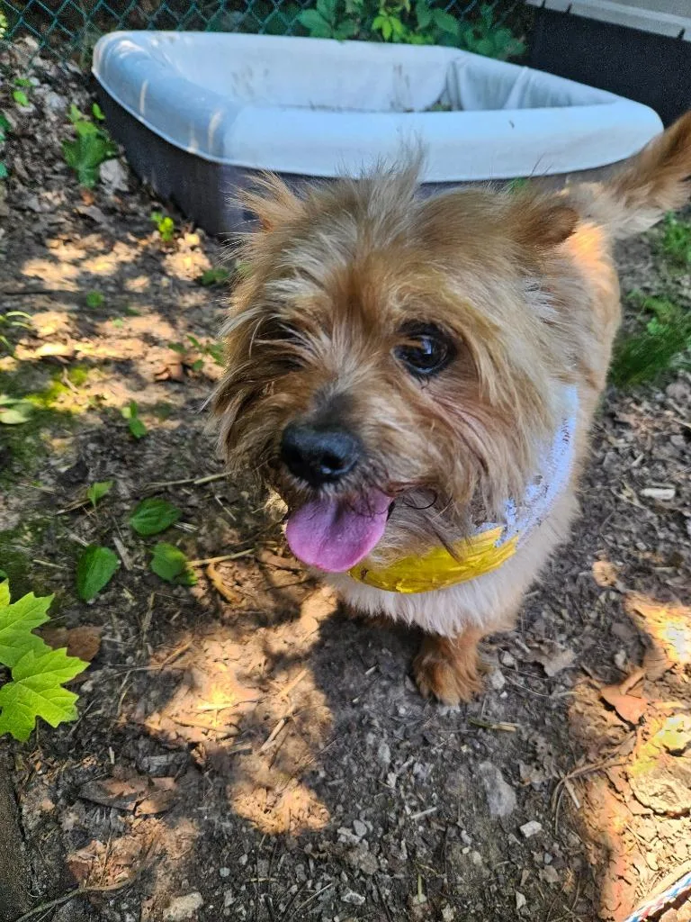 A senior medium-sized male Terrier dog named Elton for adoption in Bloomington, IN