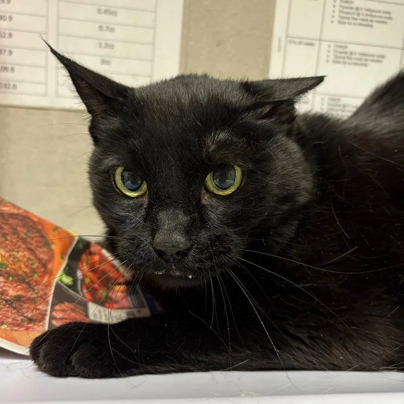 A senior medium-sized female Domestic Short Hair cat named Spot for adoption in Yuma, AZ