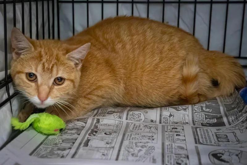 A young small-sized female Tabby (Orange / Red) Tabby cat named Bobinga for adoption in Greenville, DE