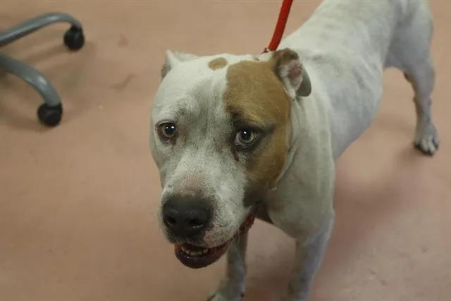 An adult large-sized male Mixed Breed dog named Titan for adoption in Columbia, SC