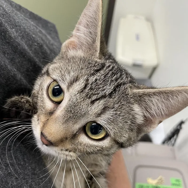 A baby small-sized male Brown / Chocolate Domestic Short Hair cat named Tortilla for adoption in Garfield, AR