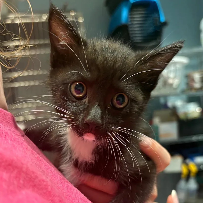 A baby small-sized male Black Domestic Short Hair cat named Figaro for adoption in Chattanooga, TN