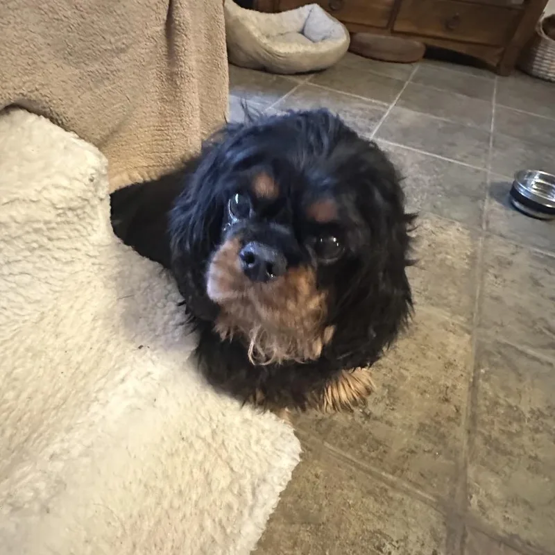 A senior small-sized female Black Cavalier King Charles Spaniel dog named Nala for adoption in Saratoga Springs, NY