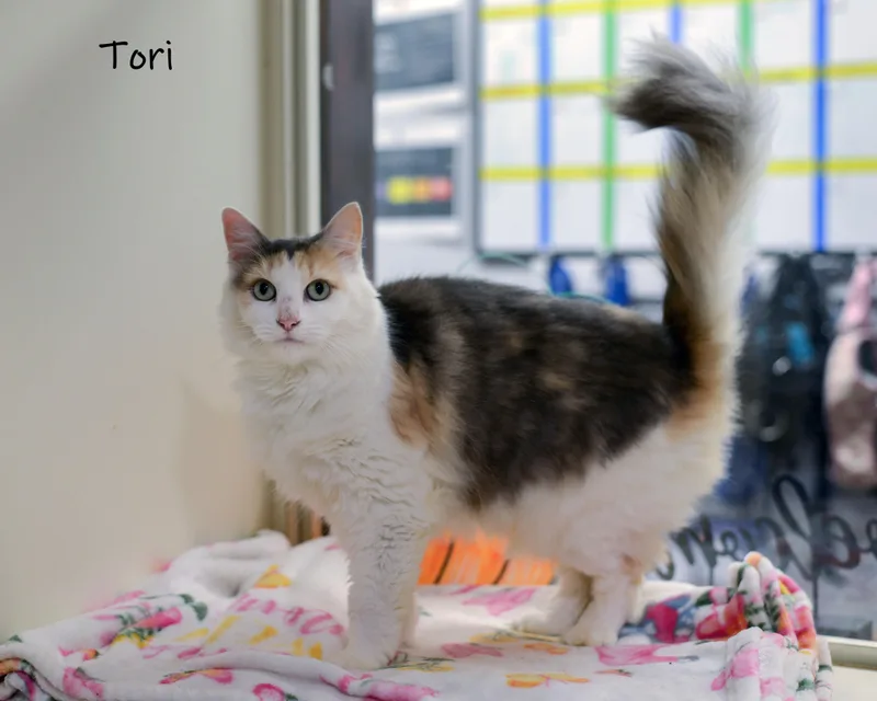 An adult medium-sized female Calico cat named Tori for adoption in Bishop, GA