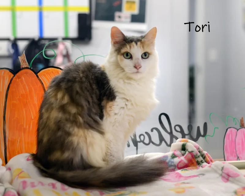 Tori thumbnail 2