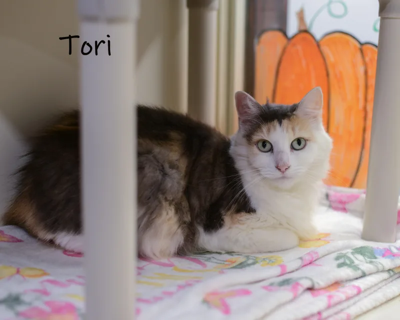Tori thumbnail 3