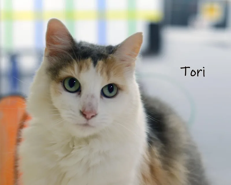 Tori thumbnail 4