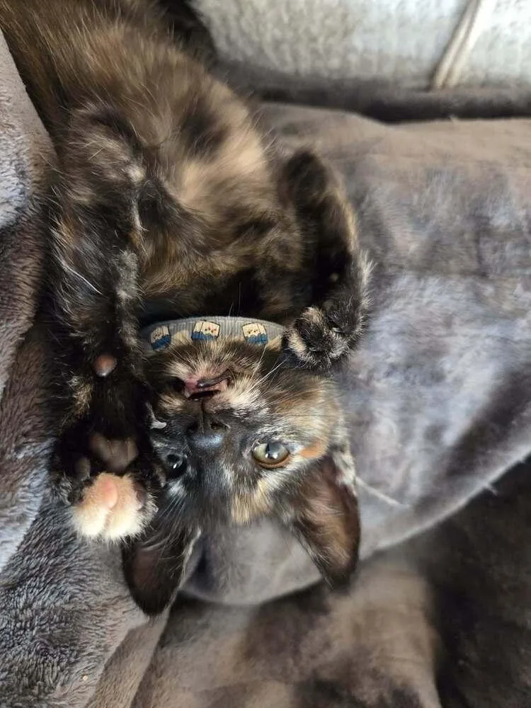 A baby medium-sized female Tortoiseshell Domestic Short Hair cat named El Chupacabra for adoption in Plymouth, MI