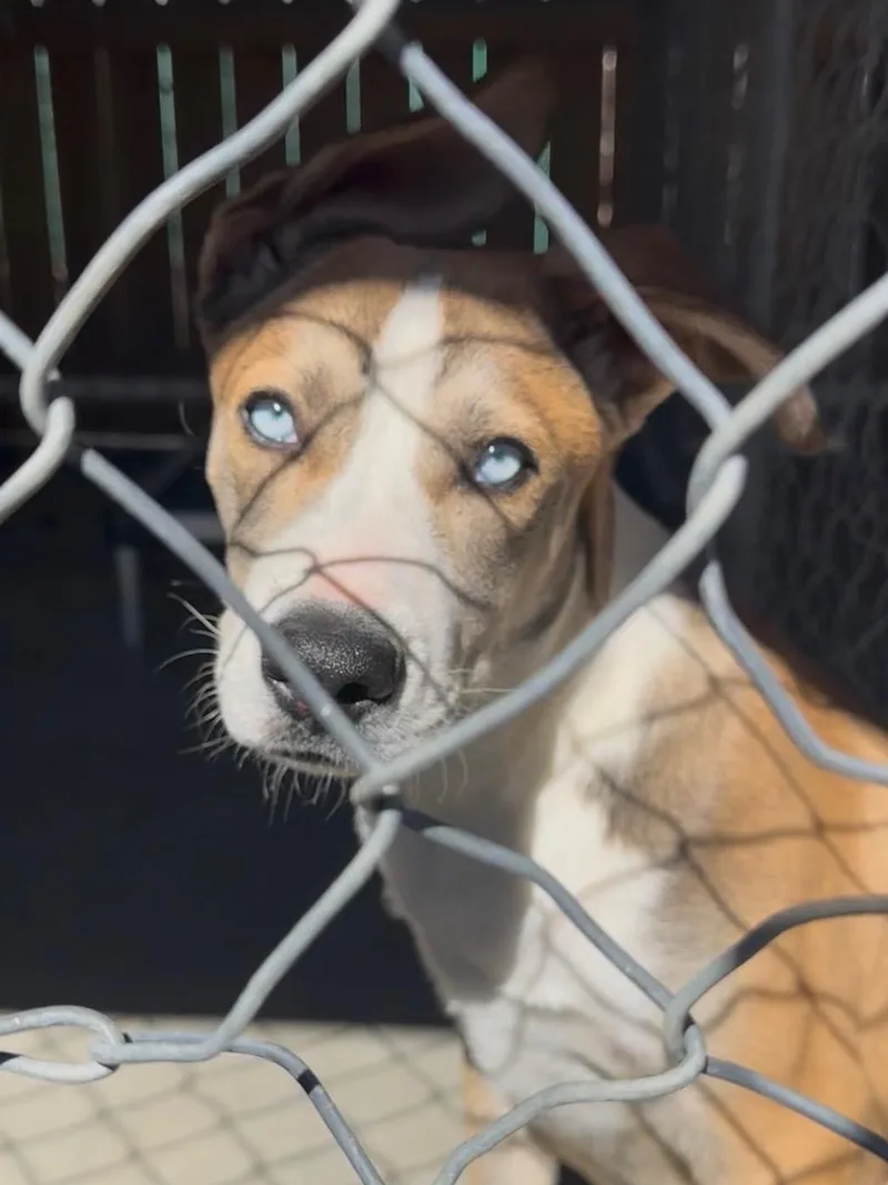 A baby medium-sized male Apricot / Beige Shepherd dog named Billie for adoption in Joshua Tree, CA