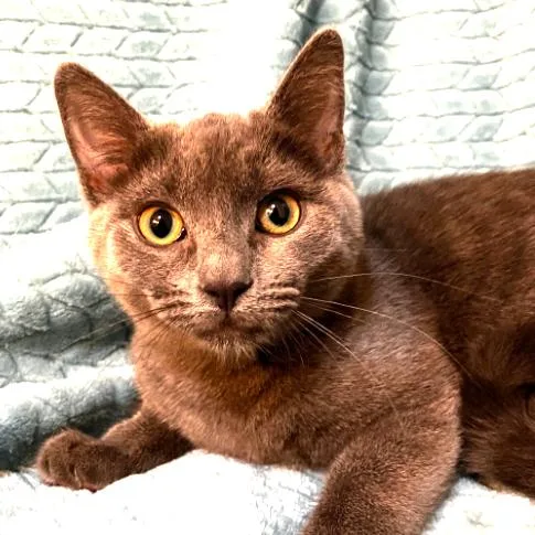 A young small-sized female Gray / Blue / Silver Domestic Short Hair cat named Faith Woodbridge for adoption in Merrifield, VA