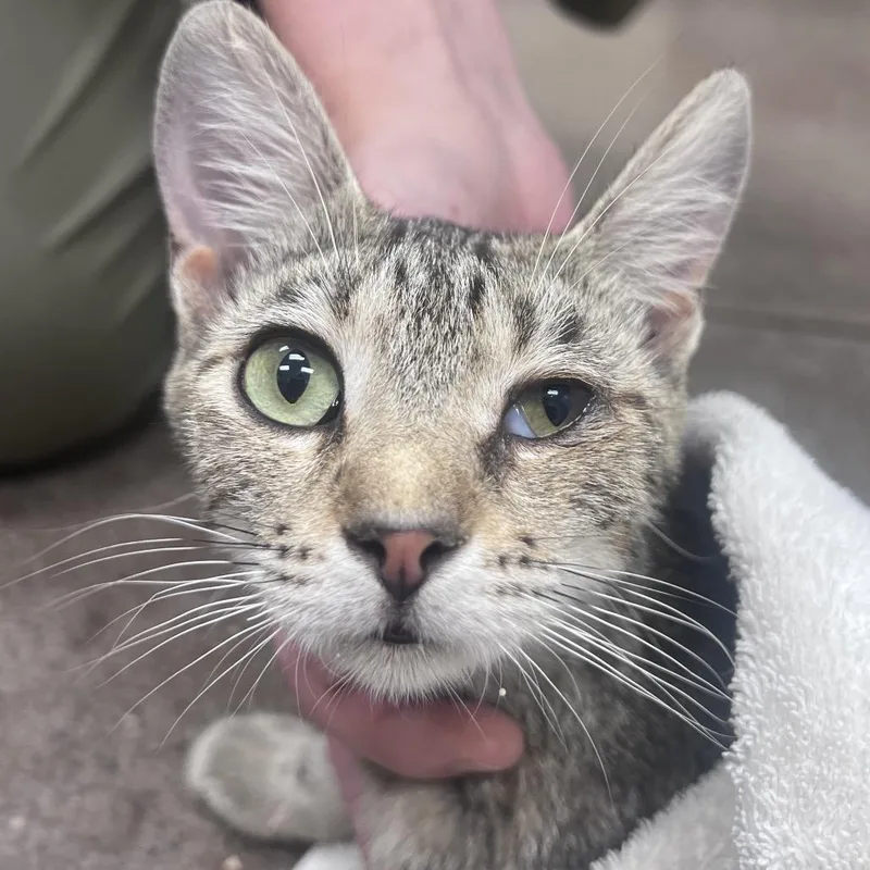 A young medium-sized female Gray / Blue / Silver Domestic Short Hair cat named Cheeky Mac for adoption in Chattanooga, TN
