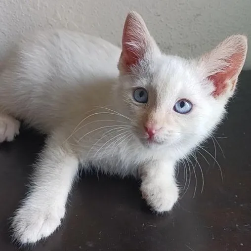 A baby medium-sized male Flame Point Tabby cat named Cara Cara for adoption in Pasco, WA
