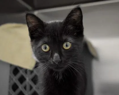 A baby small-sized female Domestic Short Hair cat named Octopus for adoption in West Seneca, NY