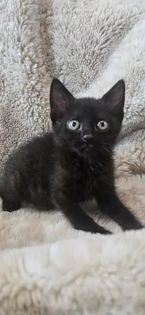 A baby small-sized male Domestic Short Hair cat named Gusher for adoption in Fort Walton Beach, FL