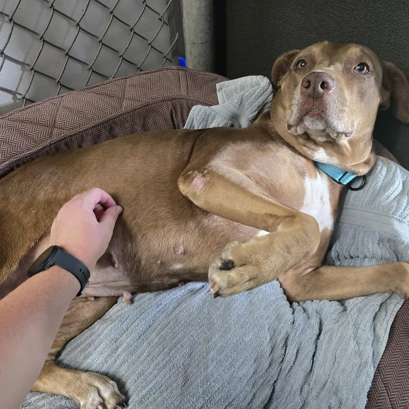 An adult large-sized female Brown / Chocolate Pit Bull Terrier dog named Henrietta for adoption in Pembroke Pines, FL