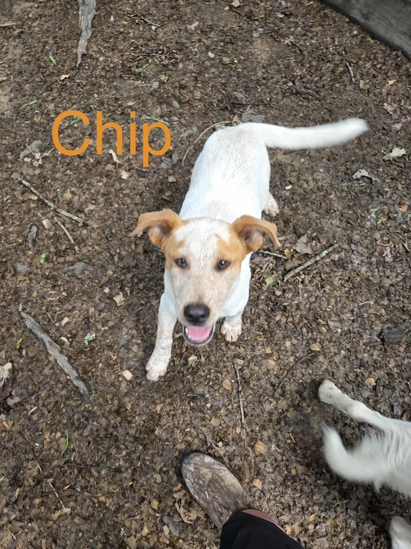 A baby medium-sized male Australian Shepherd dog named Chip for adoption in Zimmerman, MN