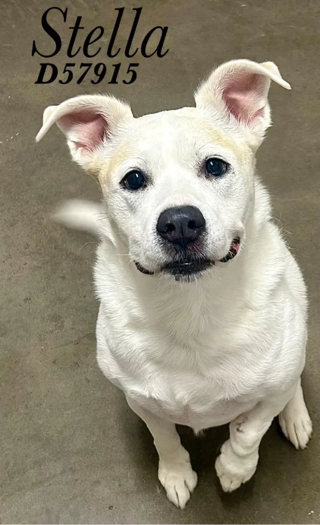 Stella