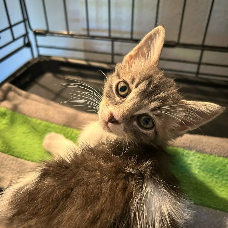A baby small-sized female Brown / Chocolate Domestic Short Hair cat named Cloudy for adoption in Escondido, CA