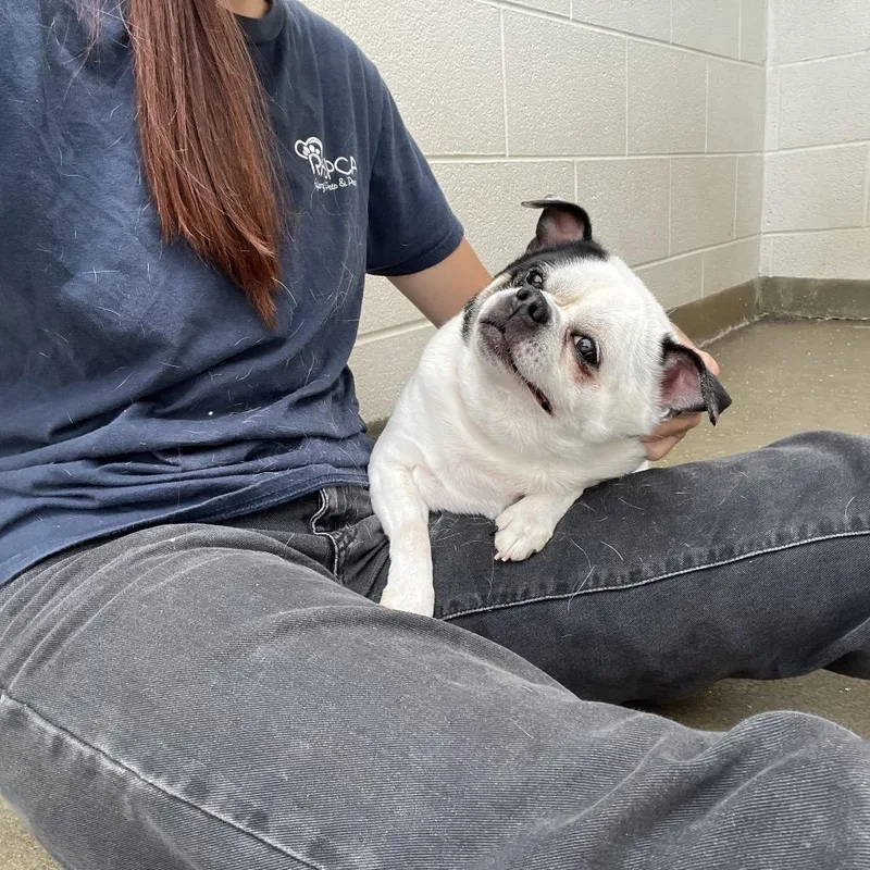 An adult small-sized male White / Cream Mixed Breed dog named Meatball for adoption in Harrisonburg, VA