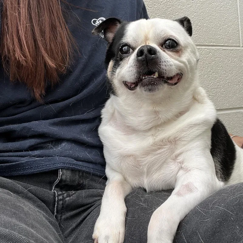 Meatball thumbnail 3