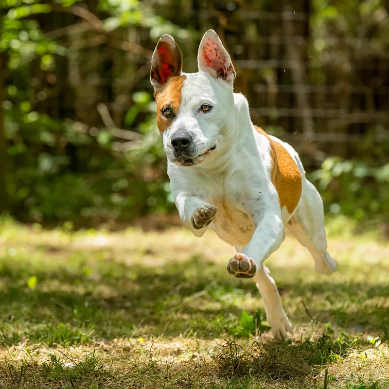 An adult medium-sized female Brown / Chocolate American Staffordshire Terrier dog named Maxy for adoption in Tomball, TX