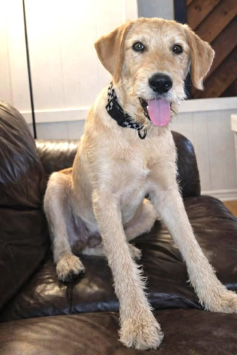 A young large-sized male Labrador Retriever dog named Reece Jc In Ms for adoption in Warwick, RI