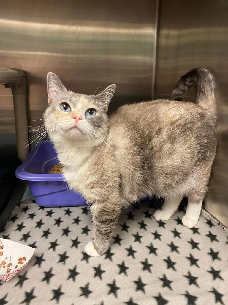 An adult medium-sized female Siamese cat named Illyphoebe for adoption in Johnson City, TN