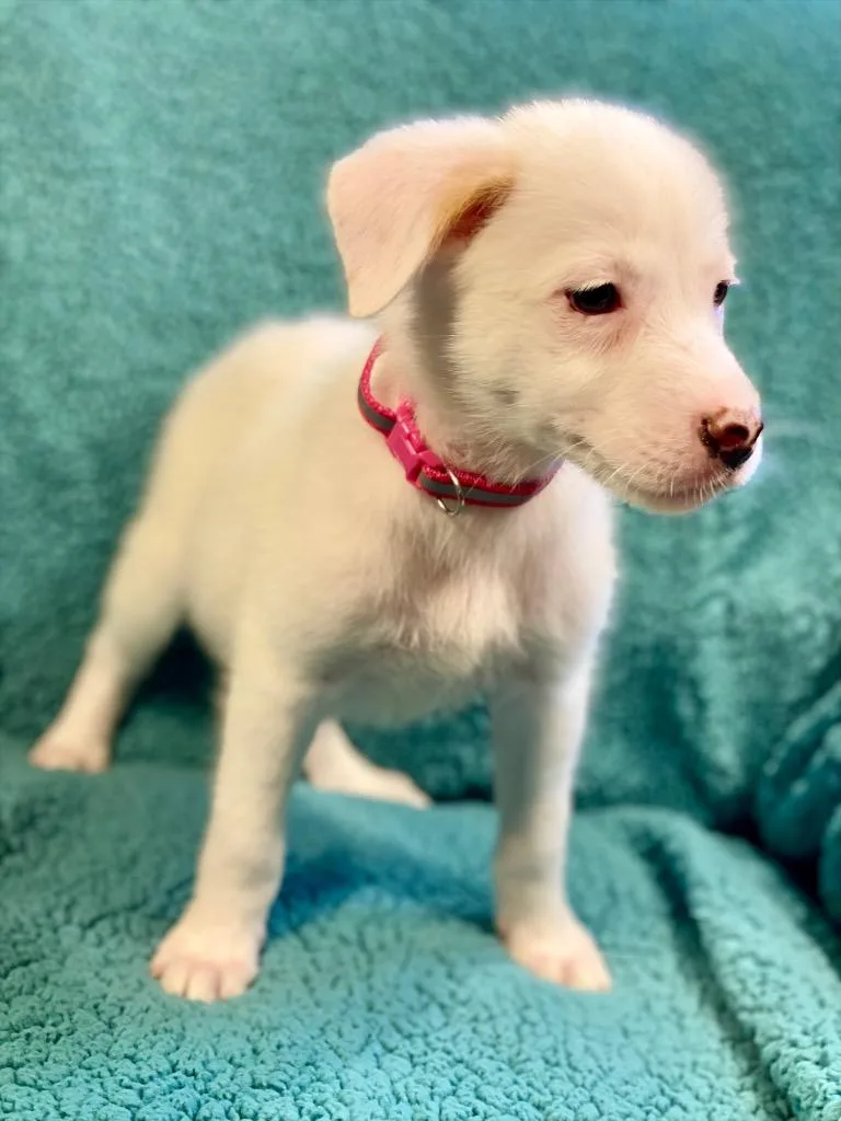 A baby medium-sized female Australian Shepherd dog named Nan for adoption in Urbandale, IA