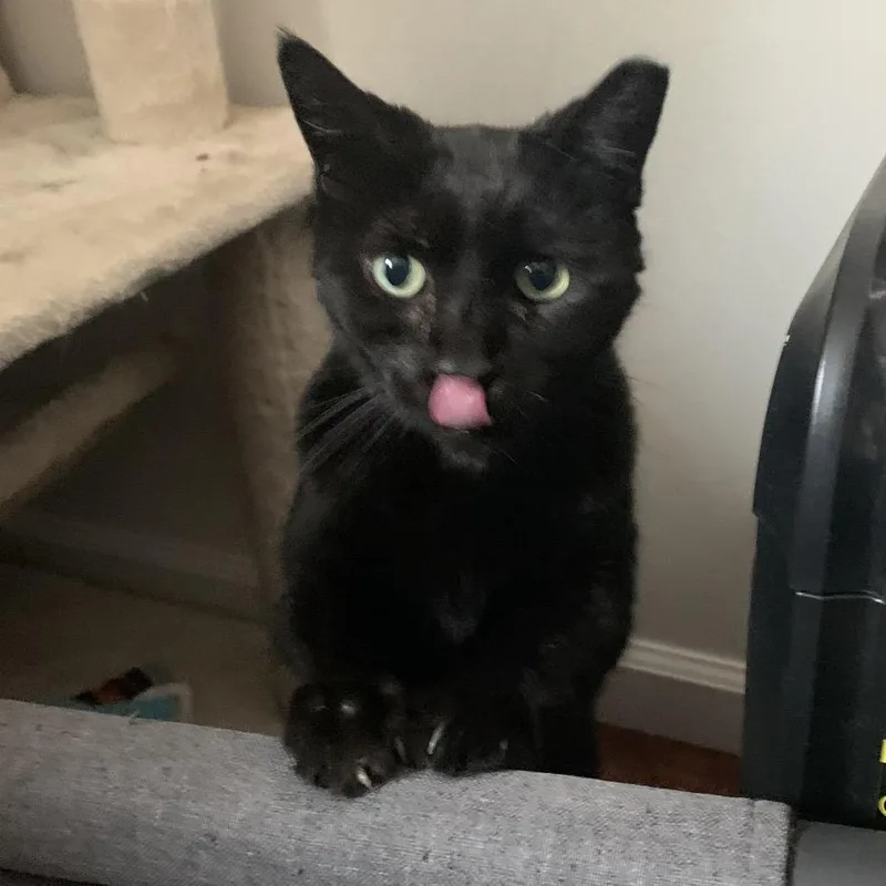 Trout The Toothless thumbnail 4